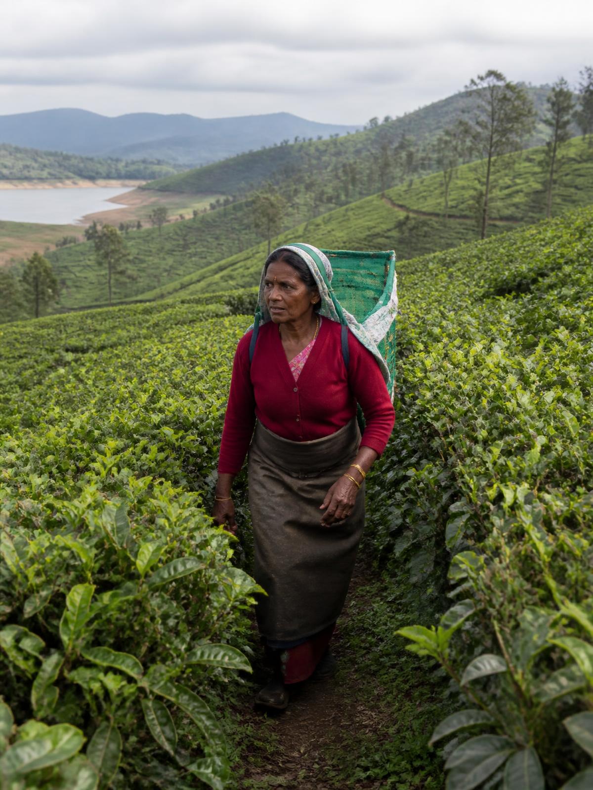 A tea estate worker walking a narrow path between rows of tea bushes in the Sri Lankan hill country